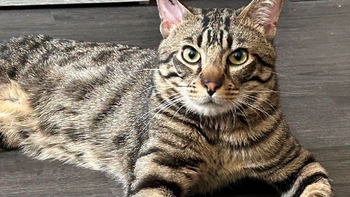 Illustration : "Ce chat a vécu 3 abandons, mais reste « doux et proche de l'homme » et attend une famille stable"