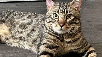 Illustration : Ce chat a v&eacute;cu 3 abandons, mais reste &laquo; doux et proche de l'homme &raquo; et attend une famille stable