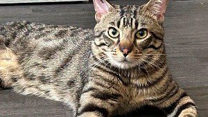 Illustration : Ce chat a vécu 3 abandons, mais reste « doux et proche de l'homme » et attend une famille stable