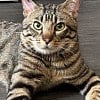Illustration : Ce chat a v&eacute;cu 3 abandons, mais reste &laquo; doux et proche de l'homme &raquo; et attend une famille stable