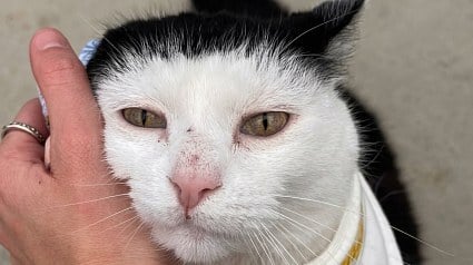 Illustration : Cette chatte en r&eacute;mission d&rsquo;un cancer re&ccedil;oit des pierres peintes du monde entier pour son jardin