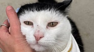 Illustration : Cette chatte en rémission d’un cancer reçoit des pierres peintes du monde entier pour son jardin