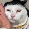 Illustration : Cette chatte en r&eacute;mission d&rsquo;un cancer re&ccedil;oit des pierres peintes du monde entier pour son jardin