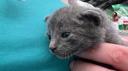 Illustration : 6 chatons coinc&eacute;s dans une palette de magasin sont sauv&eacute;s gr&acirc;ce &agrave; l&rsquo;appel d&rsquo;une cliente &agrave; un refuge