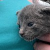 Illustration : 6 chatons coinc&eacute;s dans une palette de magasin sont sauv&eacute;s gr&acirc;ce &agrave; l&rsquo;appel d&rsquo;une cliente &agrave; un refuge