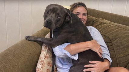 Illustration : Un gar&ccedil;on de 6 ans refuse de laisser un chien &agrave; la station-service, ses parents lui offrent un foyer