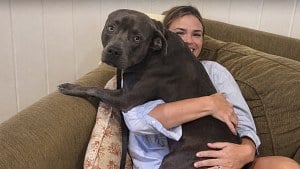 Illustration : Un garçon de 6 ans refuse de laisser un chien à la station-service, ses parents lui offrent un foyer