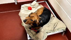 Illustration : Ce chien identifié n’a pas été réclamé par sa famille, mais une autre l’a adopté après avoir vu sa vidéo