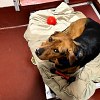 Illustration : Ce chien identifi&eacute; n&rsquo;a pas &eacute;t&eacute; r&eacute;clam&eacute; par sa famille, mais une autre l&rsquo;a adopt&eacute; apr&egrave;s avoir vu sa vid&eacute;o