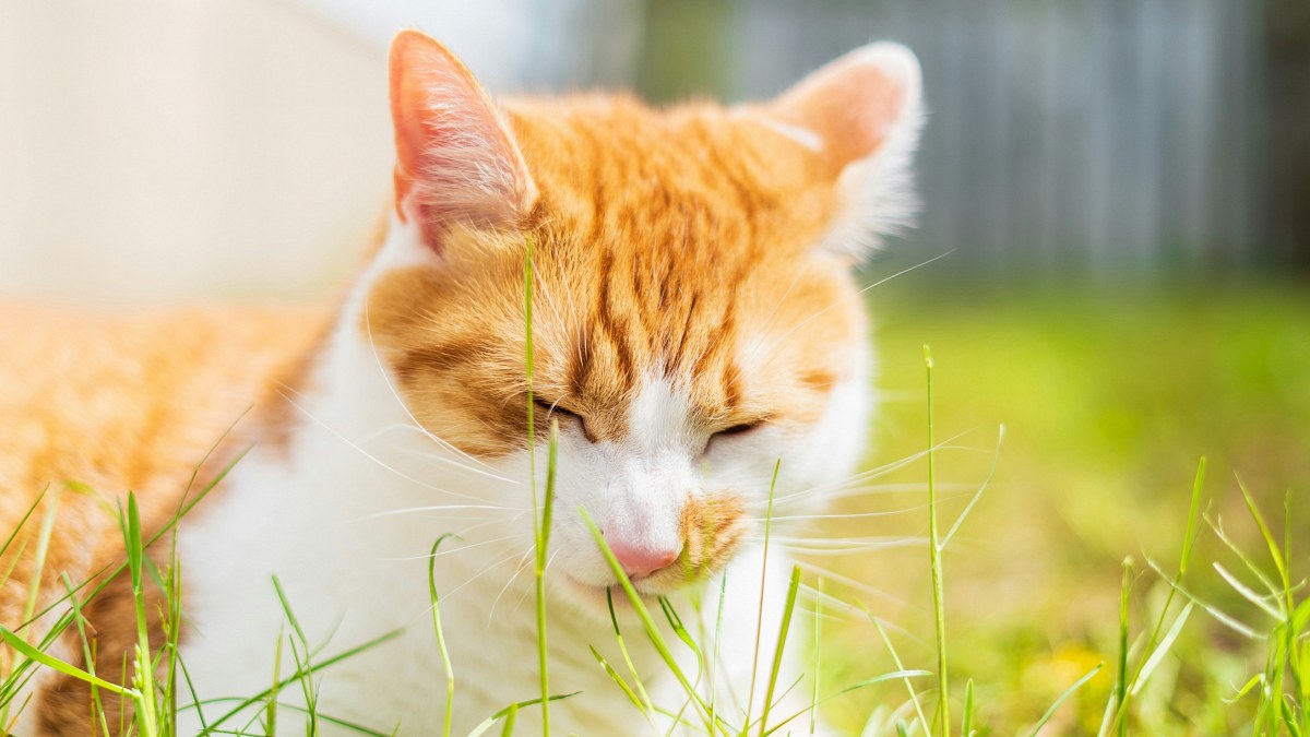 Illustration : "Les chats mangent-ils de l’herbe parce qu’ils sont malades ? Deux enquêtes remettent cette idée en question"