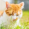 Illustration : Les chats mangent-ils de l&rsquo;herbe parce qu&rsquo;ils sont malades ? Deux enqu&ecirc;tes remettent cette id&eacute;e en question