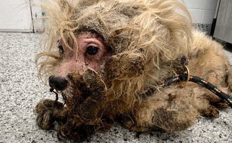 Cette chienne négligée réapprend à marcher après le retrait de près de 800 grammes de poils emmêlés