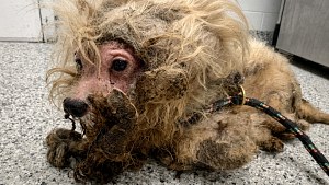 Illustration : Cette chienne négligée réapprend à marcher après le retrait de près de 800 grammes de poils emmêlés