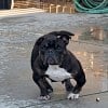 Illustration : Cette chienne aux pattes d&eacute;form&eacute;es et forc&eacute;e &agrave; se reproduire r&eacute;apprend &agrave; marcher et &agrave; vivre