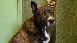 Illustration : Ce chien abandonné, car trop grand, est l’un des chouchous du refuge, mais il peine à intéresser les adoptants (vidéo)