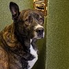 Illustration : Ce chien abandonn&eacute;, car trop grand, est l&rsquo;un des chouchous du refuge, mais il peine &agrave; int&eacute;resser les adoptants (vid&eacute;o)