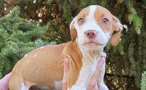 En promenant son chien, une habitante repère 2 chiots abandonnés dans un champ de l’Aube et un appel à témoins est lancé