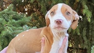 Illustration : En promenant son chien, une habitante rep&egrave;re 2 chiots abandonn&eacute;s dans un champ de l&rsquo;Aube et un appel &agrave; t&eacute;moins est lanc&eacute;