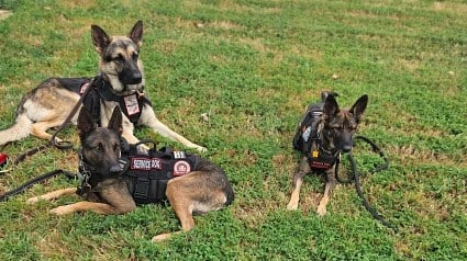 Illustration : Avec son fils, cet ancien militaire forme gratuitement des chiens d&rsquo;assistance pour aider d&rsquo;autres v&eacute;t&eacute;rans