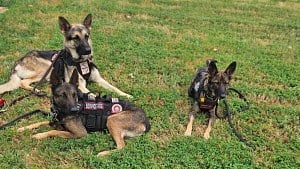 Illustration : Avec son fils, cet ancien militaire forme gratuitement des chiens d’assistance pour aider d’autres vétérans