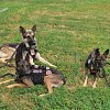Illustration : Avec son fils, cet ancien militaire forme gratuitement des chiens d&rsquo;assistance pour aider d&rsquo;autres v&eacute;t&eacute;rans