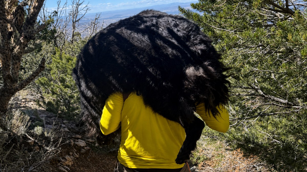 Illustration : "Un chien de près de 60 kg ne peut plus avancer en montagne, les secouristes se relaient pour le porter"