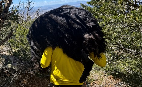 Un chien de près de 60 kg ne peut plus avancer en montagne, les secouristes se relaient pour le porter