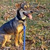 Illustration : Ce chien avait parcouru plus de 3 700 km avec sa famille en 2022, mais il en est &agrave; nouveau s&eacute;par&eacute;, car elle a &eacute;t&eacute; plac&eacute;e en d&eacute;tention