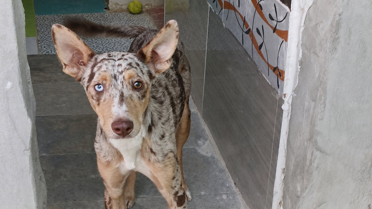 Illustration : "Ce jeune chien aux yeux vairons a été sauvé de la rue et cherche une famille douce et patiente"