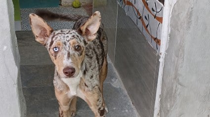 Illustration : Ce jeune chien aux yeux vairons a &eacute;t&eacute; sauv&eacute; de la rue et cherche une famille douce et patiente
