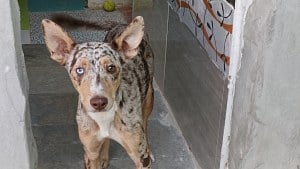 Illustration : Ce jeune chien aux yeux vairons a été sauvé de la rue et cherche une famille douce et patiente