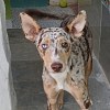 Illustration : Ce jeune chien aux yeux vairons a &eacute;t&eacute; sauv&eacute; de la rue et cherche une famille douce et patiente