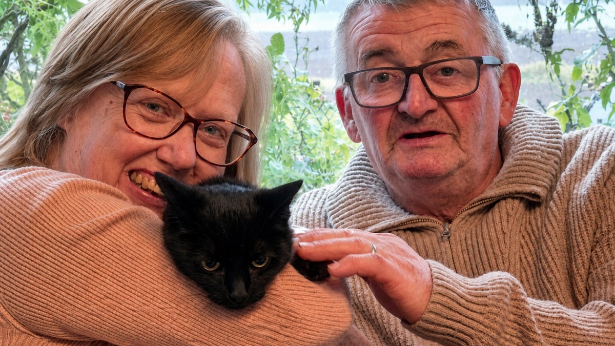 Illustration : "6 ans après un accident de voiture, elle apprend le jour de ses 62 ans que sa chatte disparue est en vie"