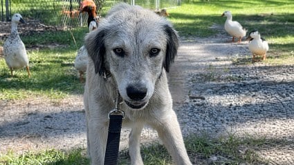 Illustration : Ce chien autrefois errant d&eacute;couvre la vie de famille dans une vid&eacute;o qui lui pr&ecirc;te une voix de r&acirc;leur