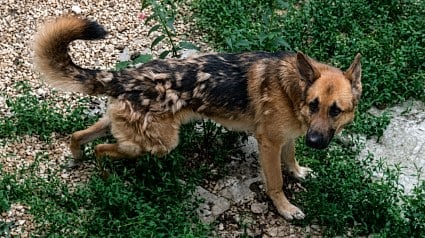 Illustration : Pr&eacute;sent&eacute; comme agressif par ses propri&eacute;taires, ce chien se montre pourtant tr&egrave;s doux avec les b&eacute;n&eacute;voles