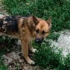 Illustration : Pr&eacute;sent&eacute; comme agressif par ses propri&eacute;taires, ce chien se montre pourtant tr&egrave;s doux avec les b&eacute;n&eacute;voles