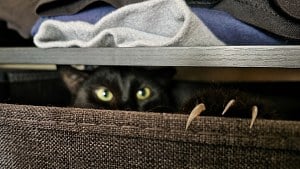Illustration : "15 photos de chats qui dévoilent les griffes cachées dans leurs adorables pattes"