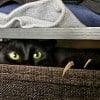 Illustration : 15 photos de chats qui d&eacute;voilent les griffes cach&eacute;es dans leurs adorables pattes