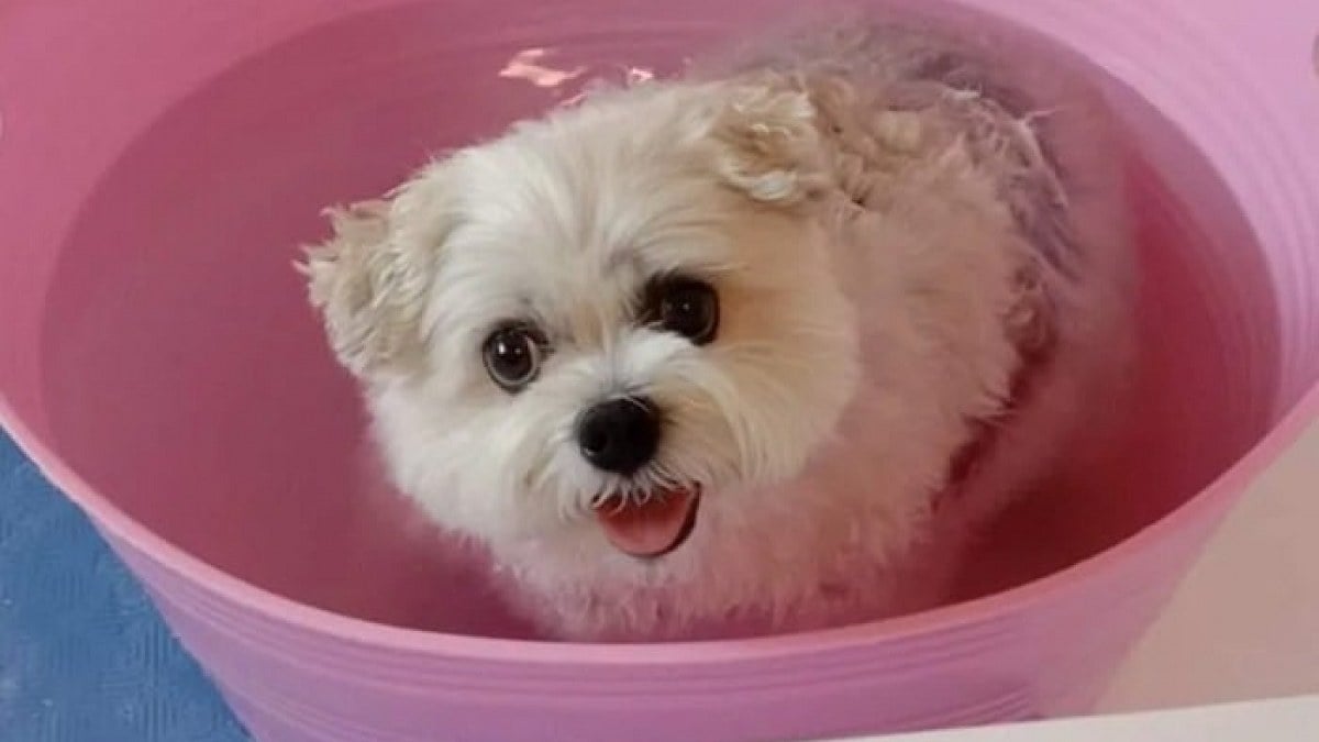 Illustration : "14 photos de chiens à l’heure du bain, certains semblent ravis et d’autres beaucoup moins enthousiastes"
