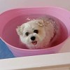 Illustration : 14 photos de chiens &agrave; l&rsquo;heure du bain, certains semblent ravis et d&rsquo;autres beaucoup moins enthousiastes