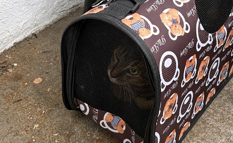 Une personne en cours d’expulsion du pays dépose sa chatte devant un refuge avec un mot sur ses besoins