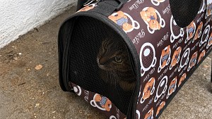 Illustration : Une personne en cours d’expulsion du pays dépose sa chatte devant un refuge avec un mot sur ses besoins