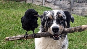 Illustration : "15 photos de rencontres inattendues entre animaux d’espèces différentes"