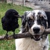 Illustration : 15 photos de rencontres inattendues entre animaux d&rsquo;esp&egrave;ces diff&eacute;rentes