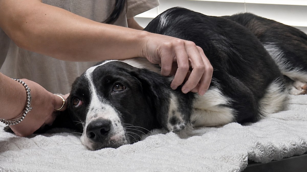 Illustration : "Cette chienne blessée par des tirs ne peut faire que quelques pas, mais les utilise pour chercher de l’affection"