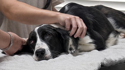 Illustration : Cette chienne bless&eacute;e par des tirs ne peut faire que quelques pas, mais les utilise pour chercher de l&rsquo;affection