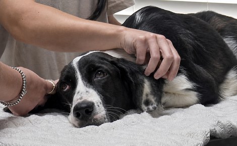 Cette chienne blessée par des tirs ne peut faire que quelques pas, mais les utilise pour chercher de l’affection
