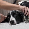 Illustration : Cette chienne bless&eacute;e par des tirs ne peut faire que quelques pas, mais les utilise pour chercher de l&rsquo;affection