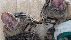Illustration : Après son abandon avec sa sœur, ce chaton réservé devient un pot de colle dans sa famille d’accueil