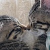 Illustration : Apr&egrave;s son abandon avec sa s&oelig;ur, ce chaton r&eacute;serv&eacute; devient un pot de colle dans sa famille d&rsquo;accueil